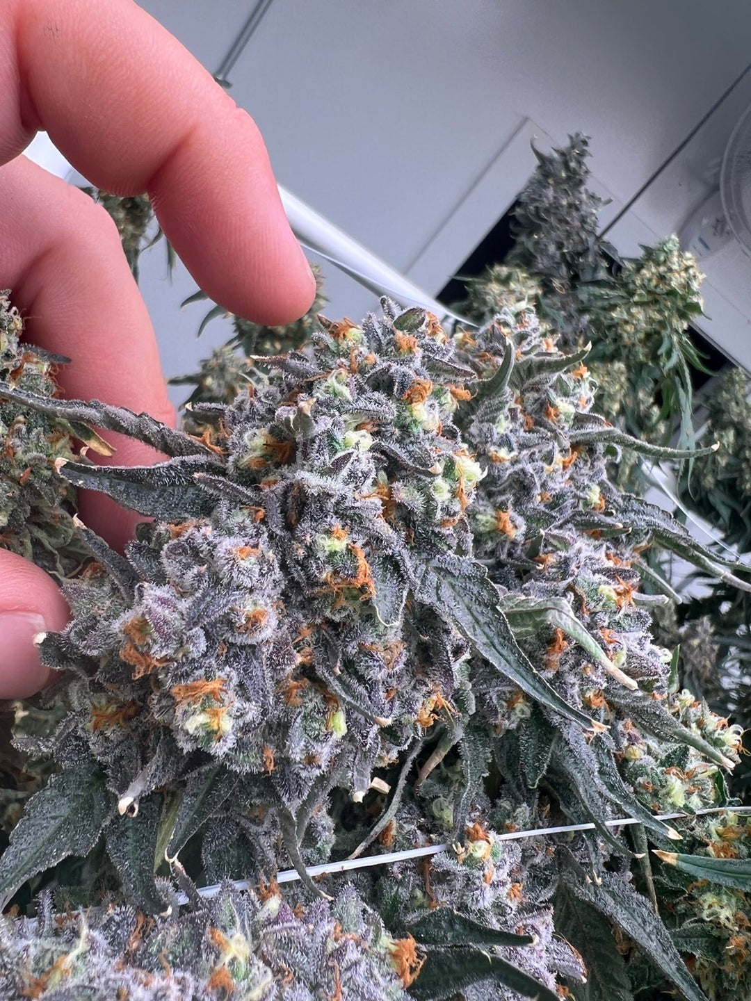 Cheetah Piss x Gelato 41  - Fems