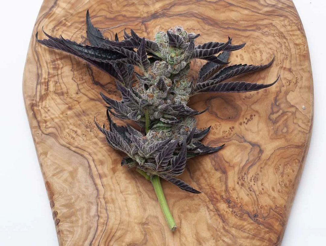 Candy Cane - Quicks - Fems