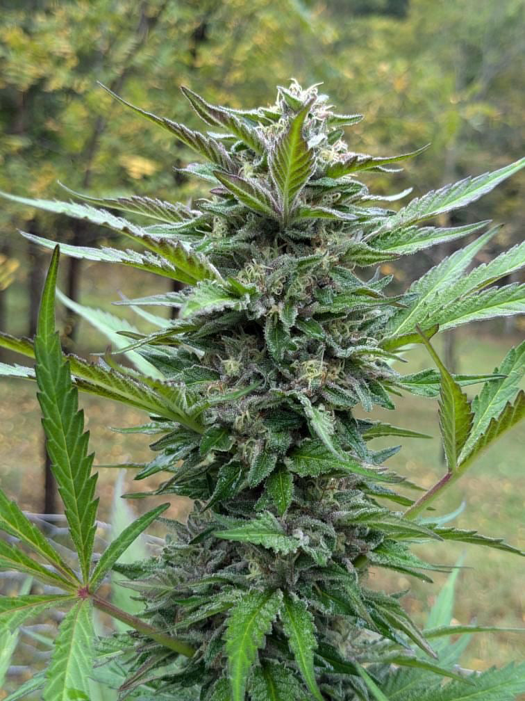 CC26 x Gelato 41 - Fems