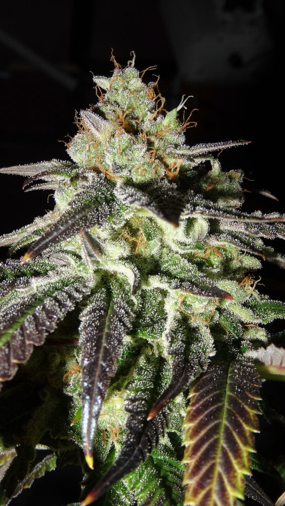 weed Buy The Original Z THCa Flower Strain Online for Sale | Hemp Hop