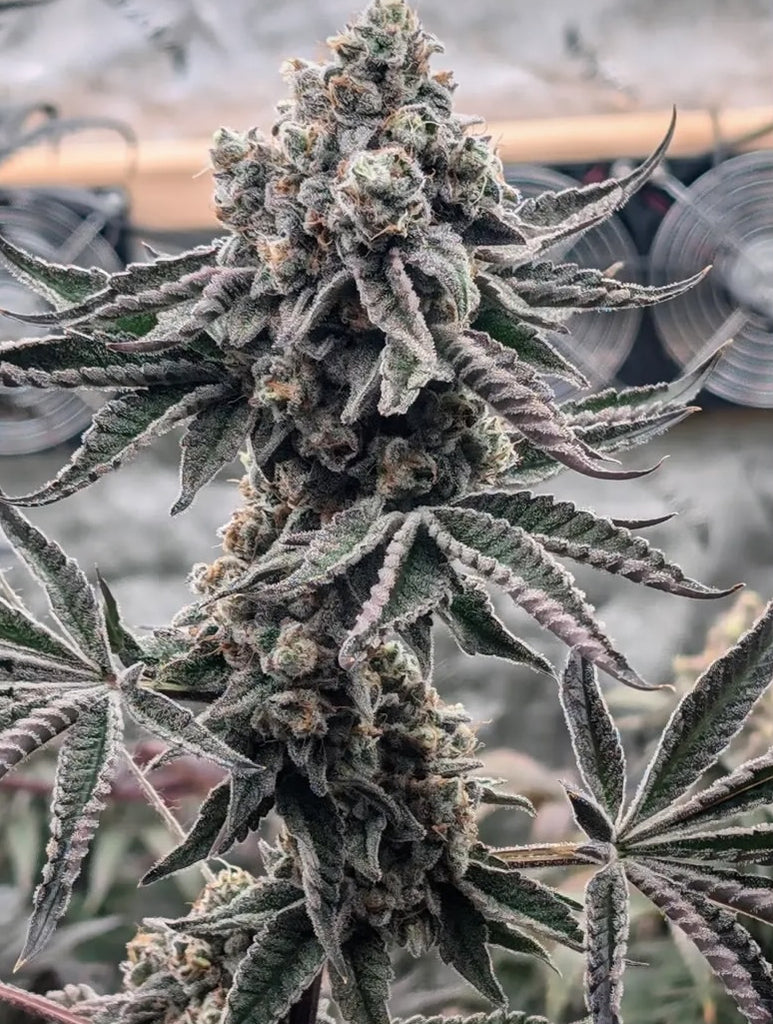 CannaCountry_Farms_-