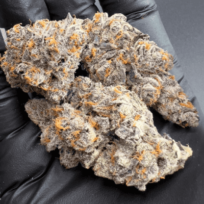 Cheetah Piss x Gelato 41  - Fems