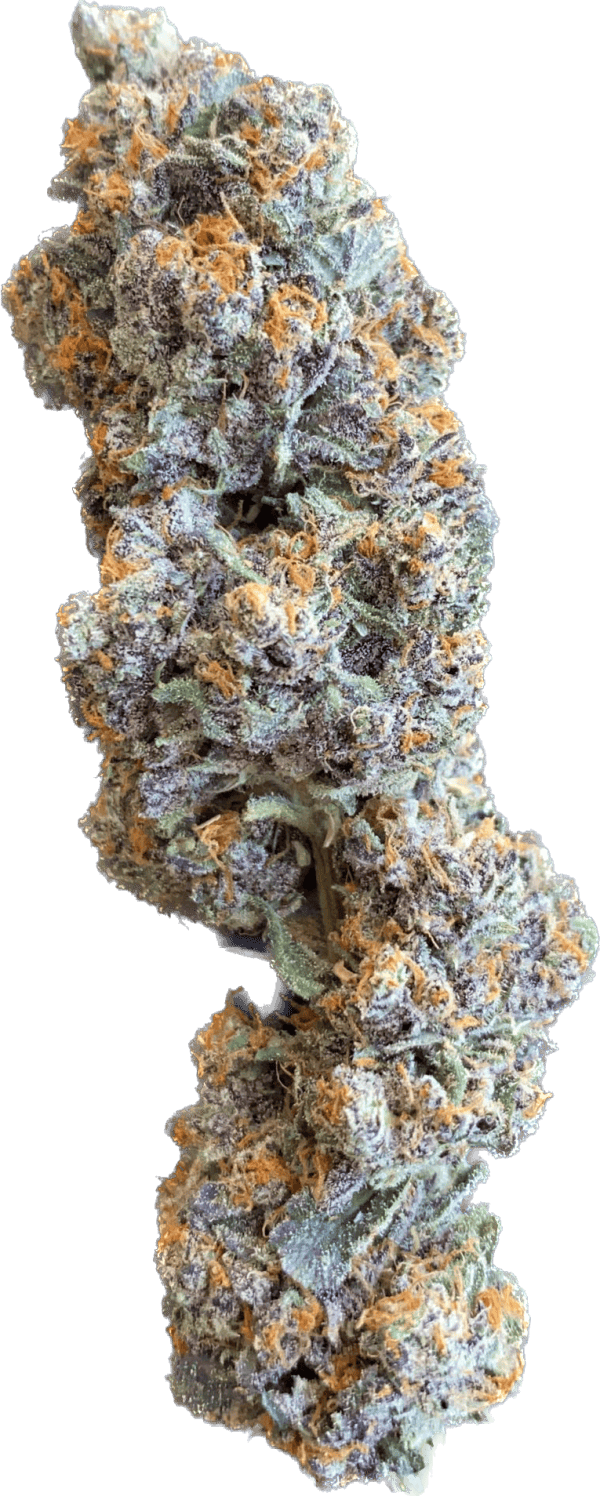 Cheetah Piss x Gelato 41  - Fems