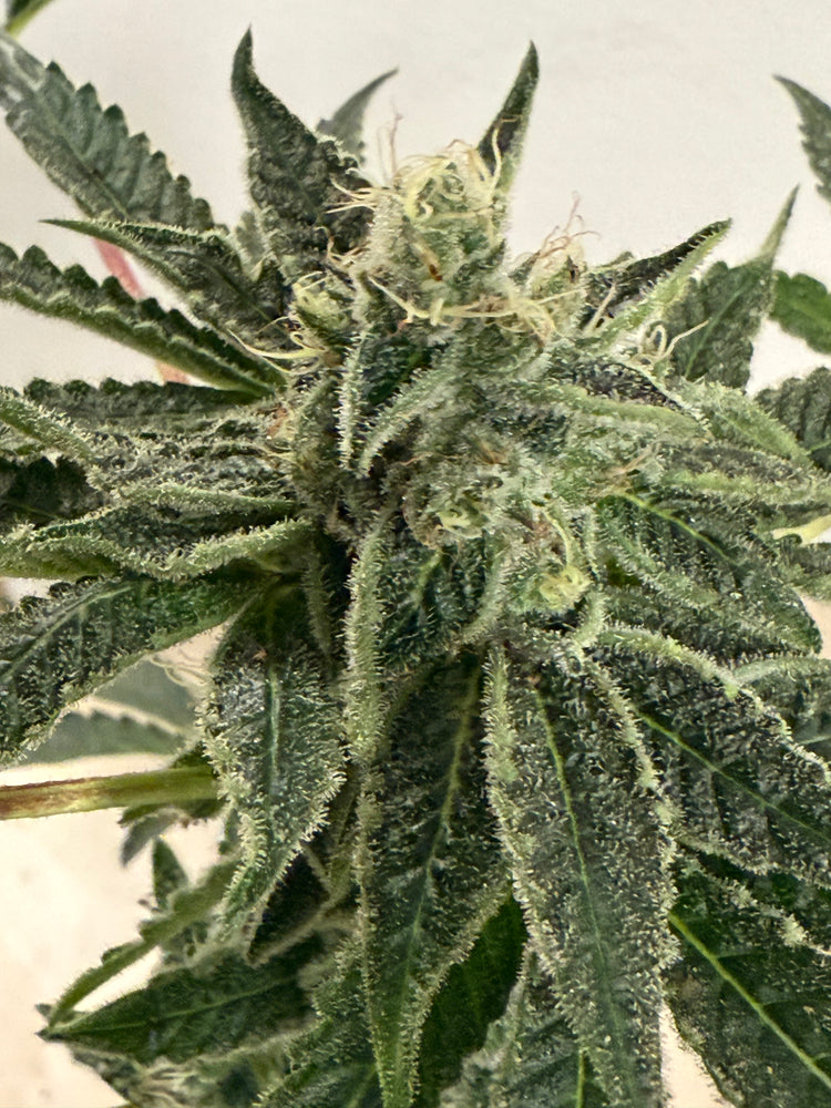 Sohum Seeds and Savage farms hash washing plants