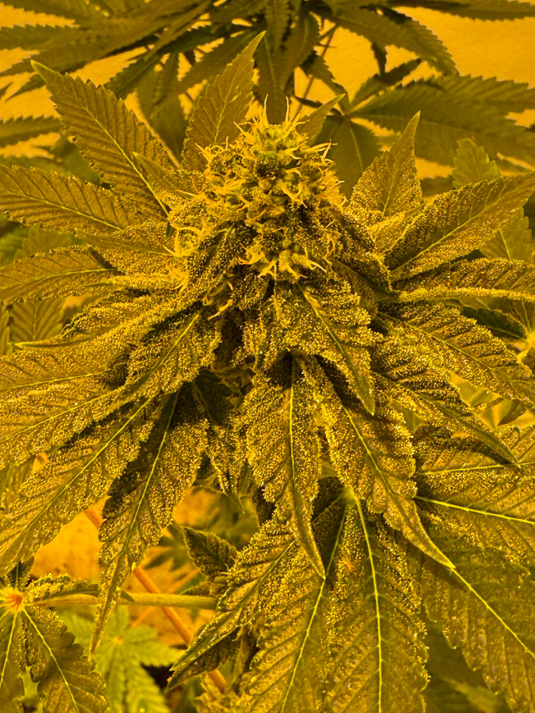 Sohum Seeds and Savage Farms plants 2