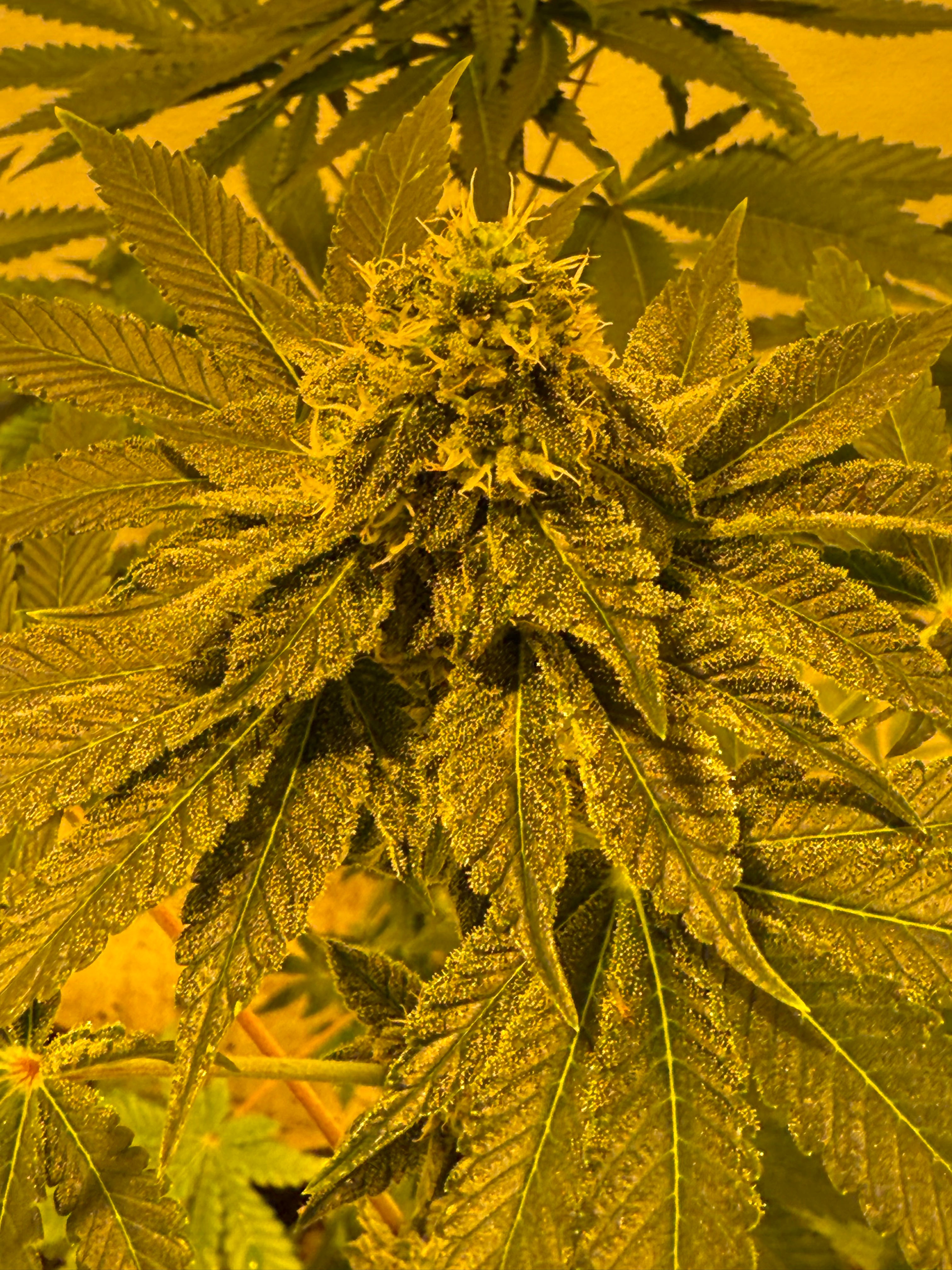 Sohum Seeds and Savage Farms plants 2