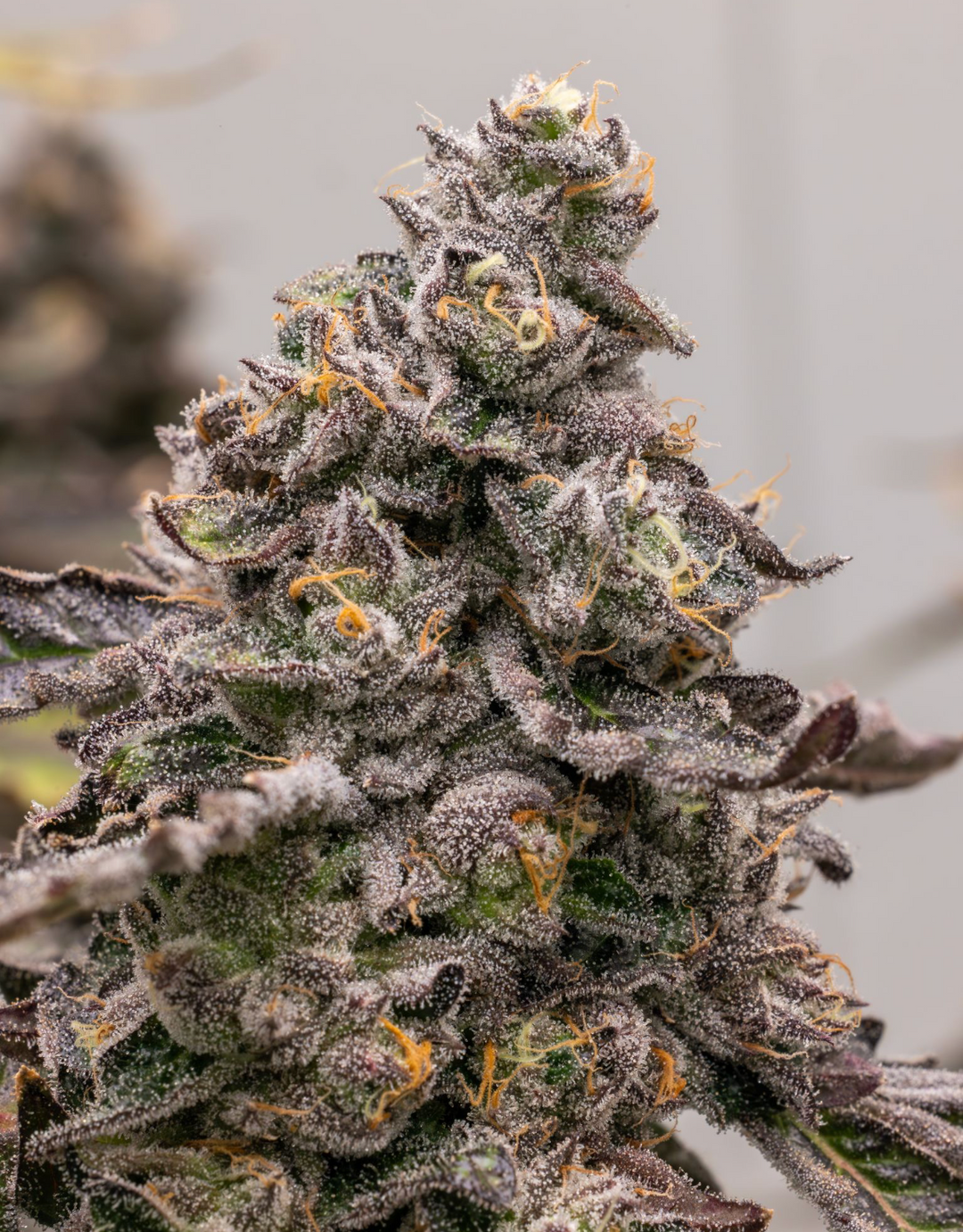 Moonwalkers x Blueberry Caviar - Fems