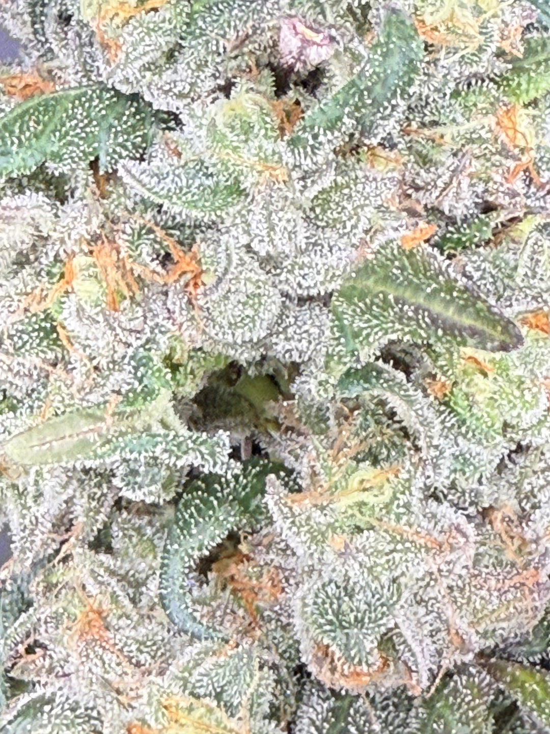 Blue Dream x Purple Punch - Fems