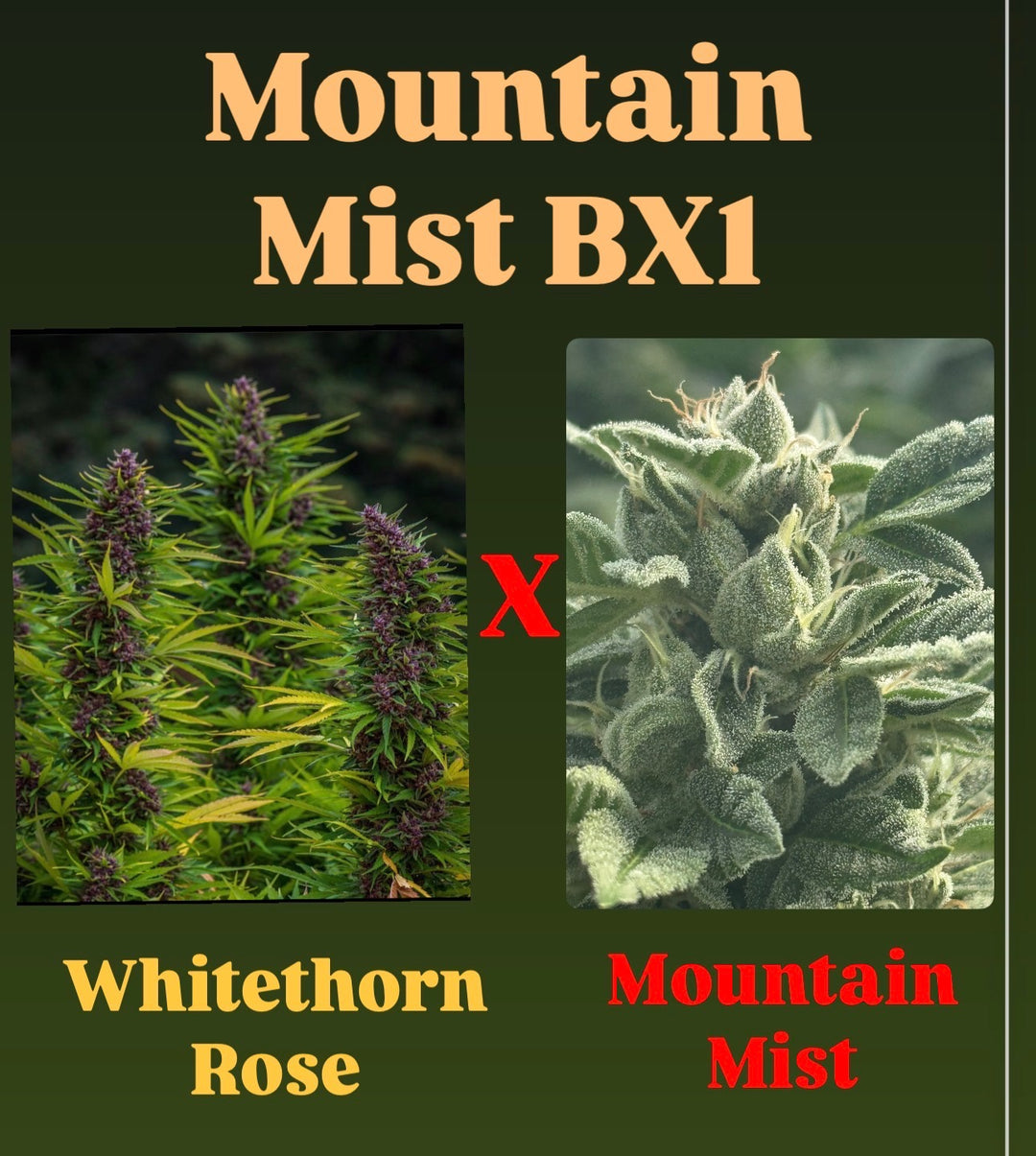 Mountain Mist Bx1 - WTR x Mountain Mist - Fems