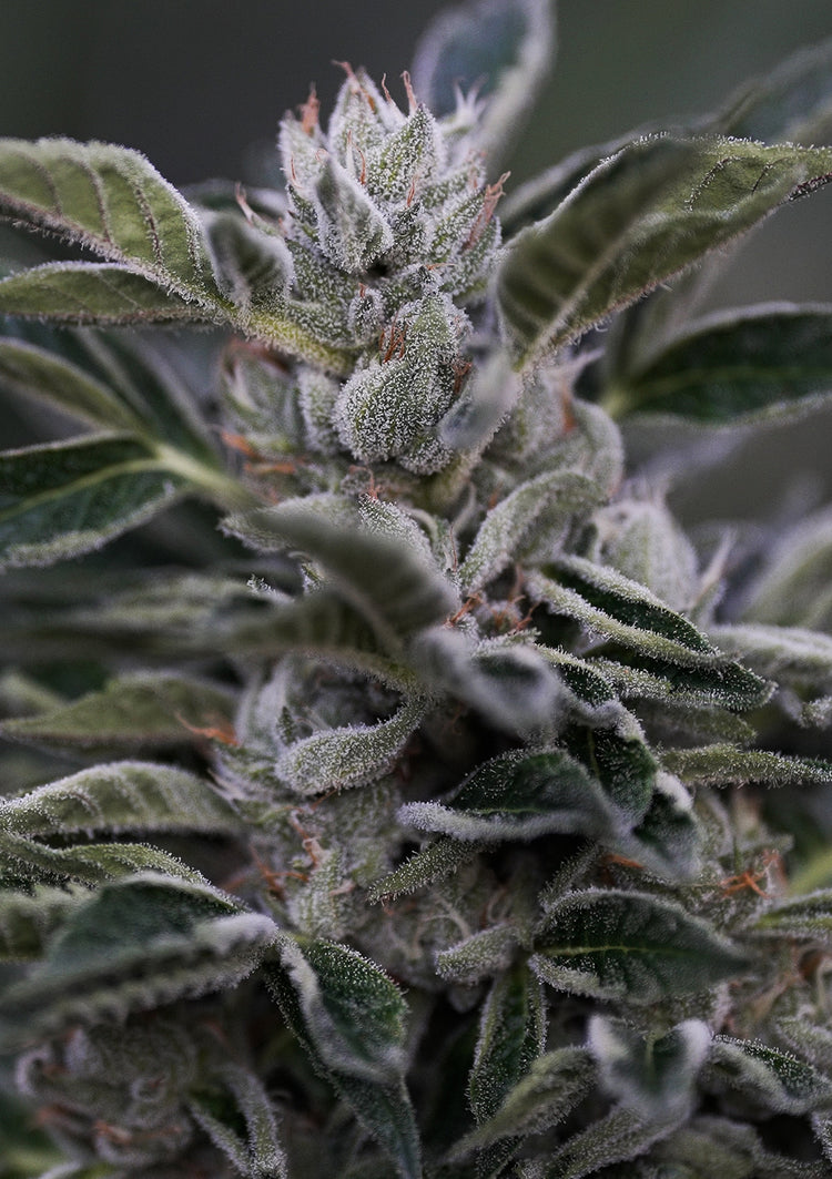 Whitethorn Rose x Riddlez