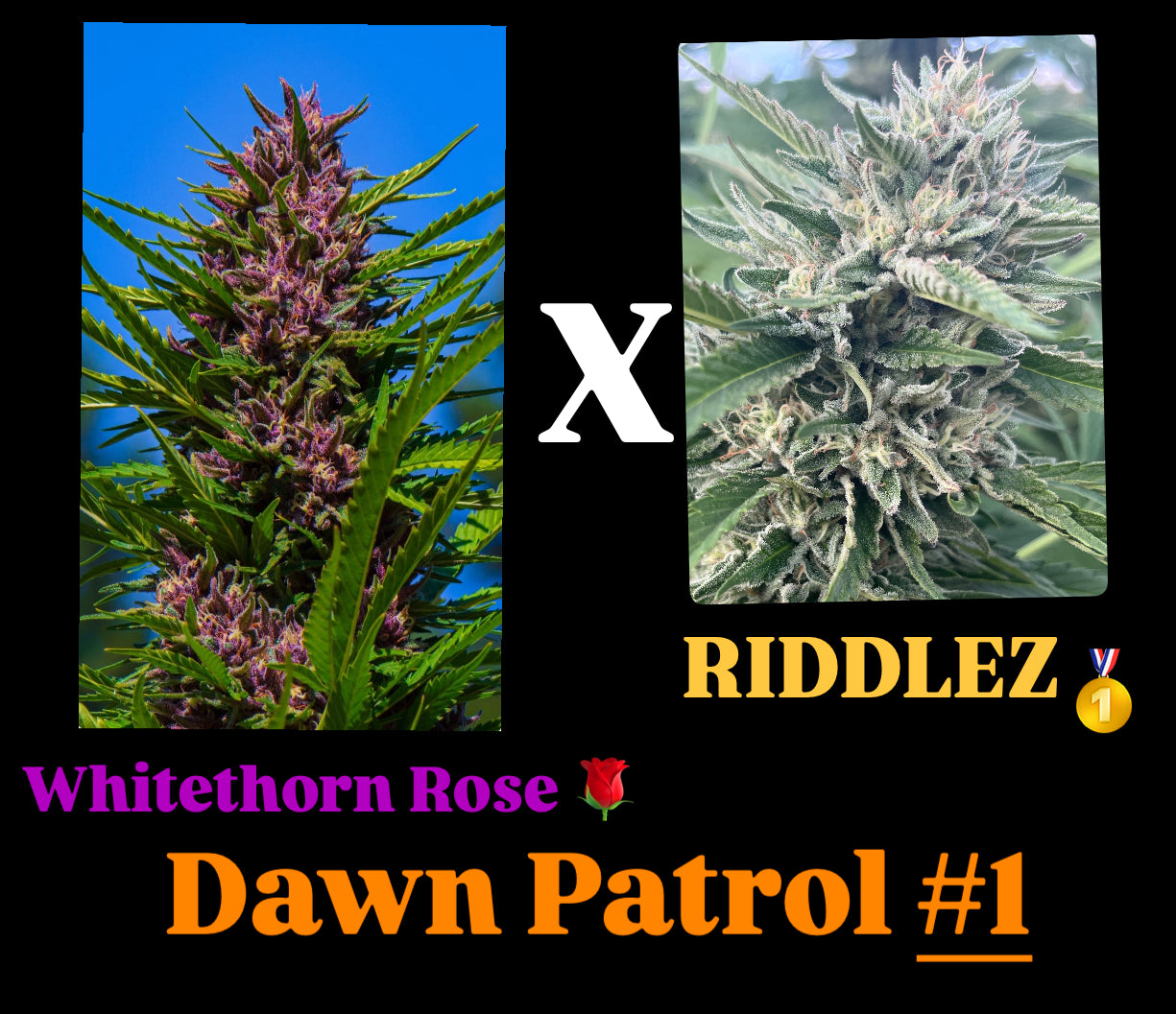 dutch rose seeds Dawn Patrol (Whitethorn Rose x Riddlez)