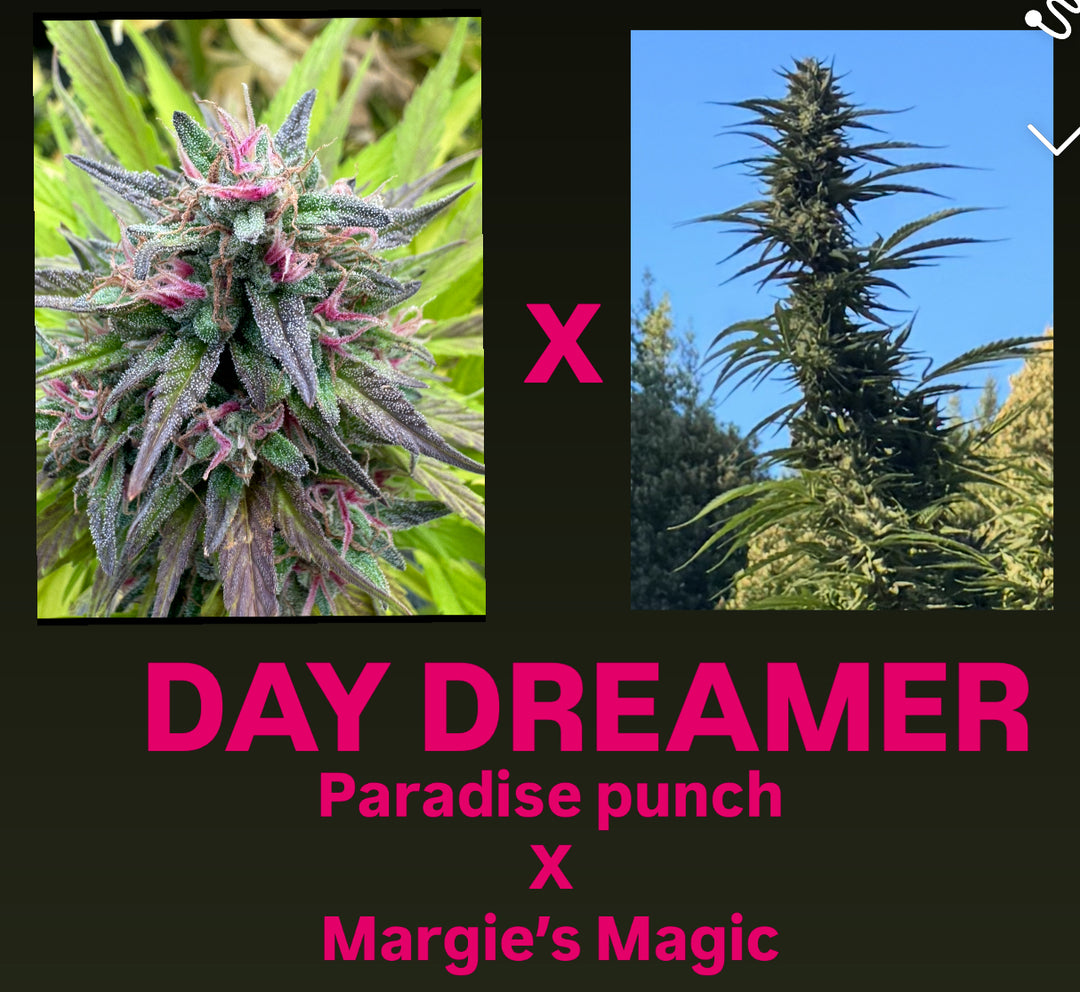 Paradise Punch x Margie's Magic