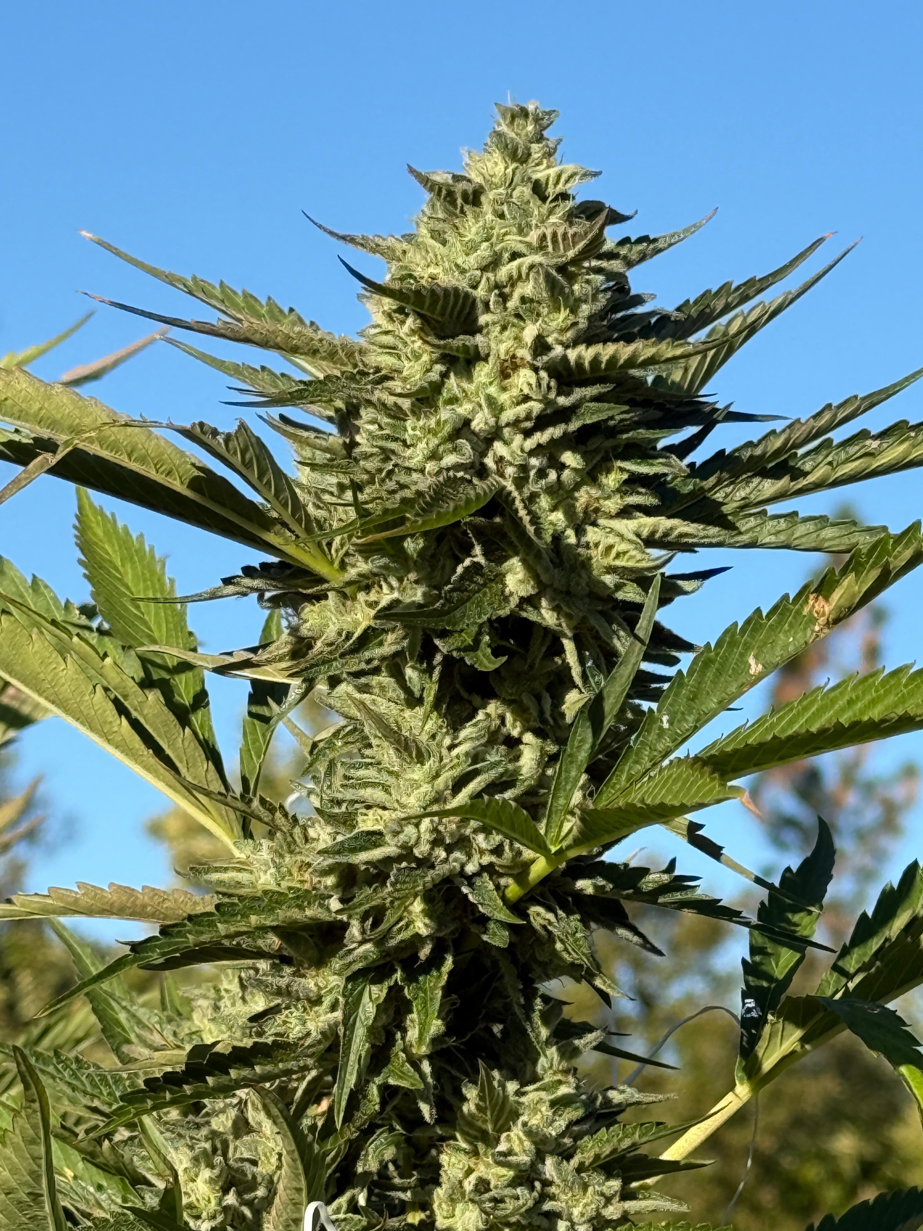 Green Lantern x Double OG Chem