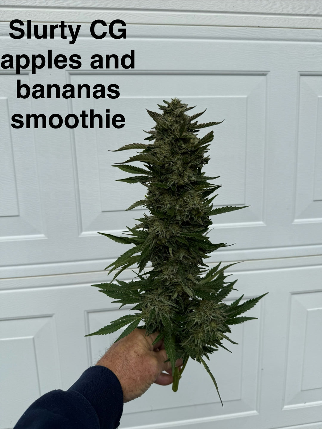 (Slurty 3 x Caramel Apple Gelato) x (Apples & Bananas x Savage Smoothie)