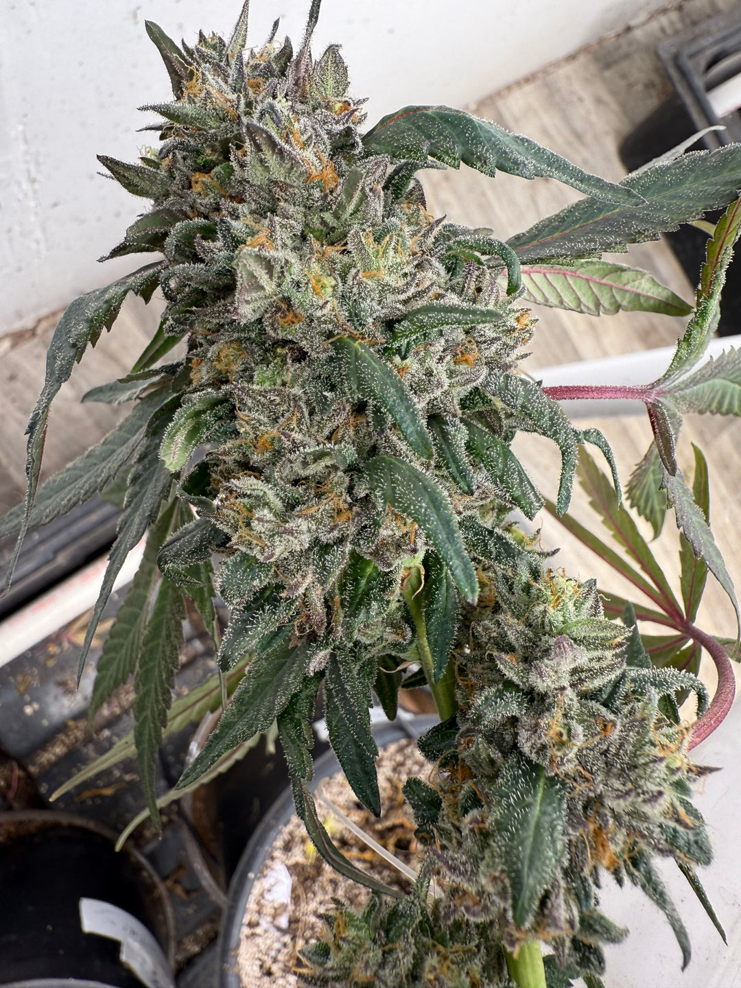 Gelato 41 x Gelato 41 - Fems