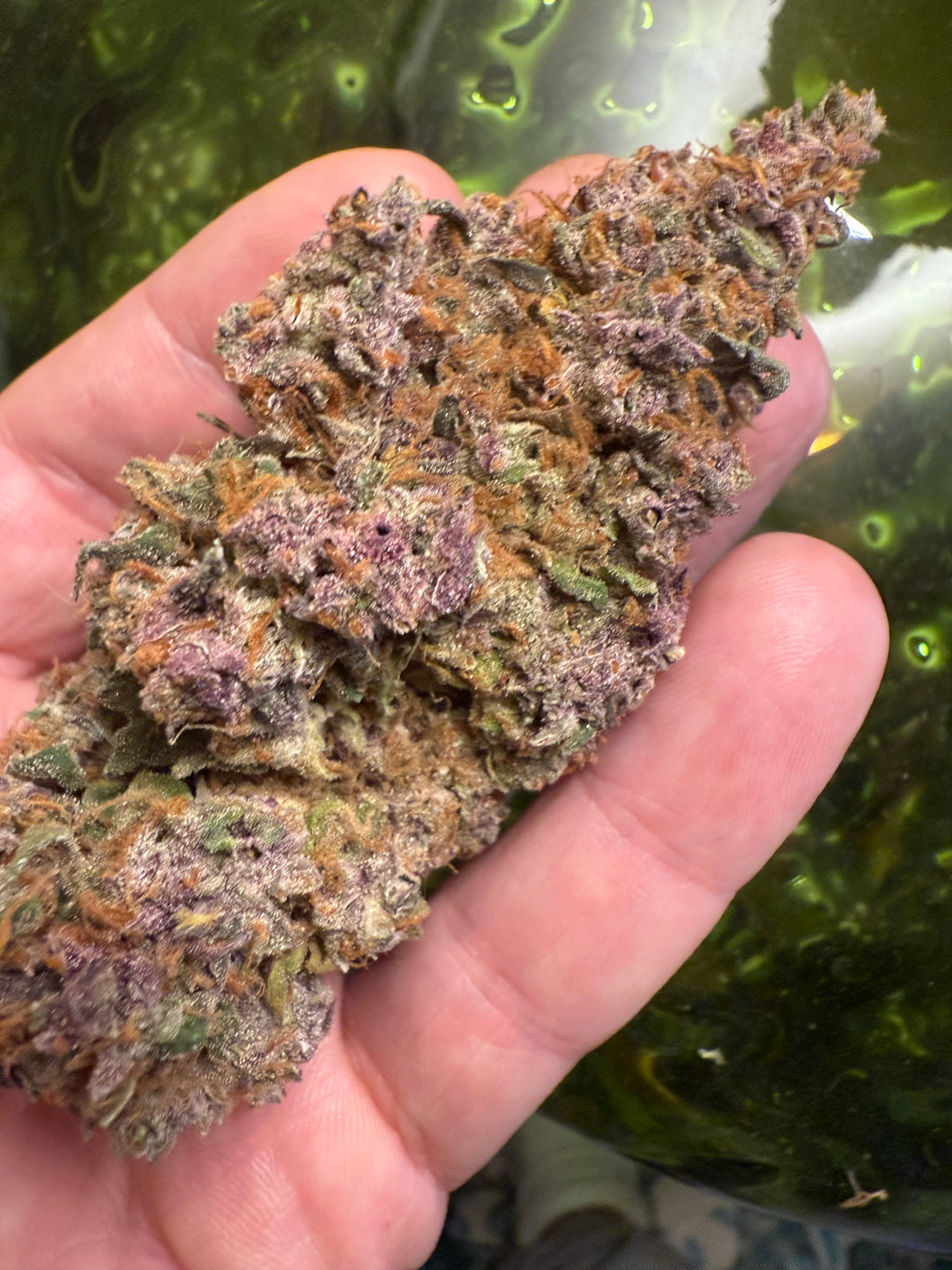 Rainbow Rose (Whitethorn Rose x RS-11)  - Fems