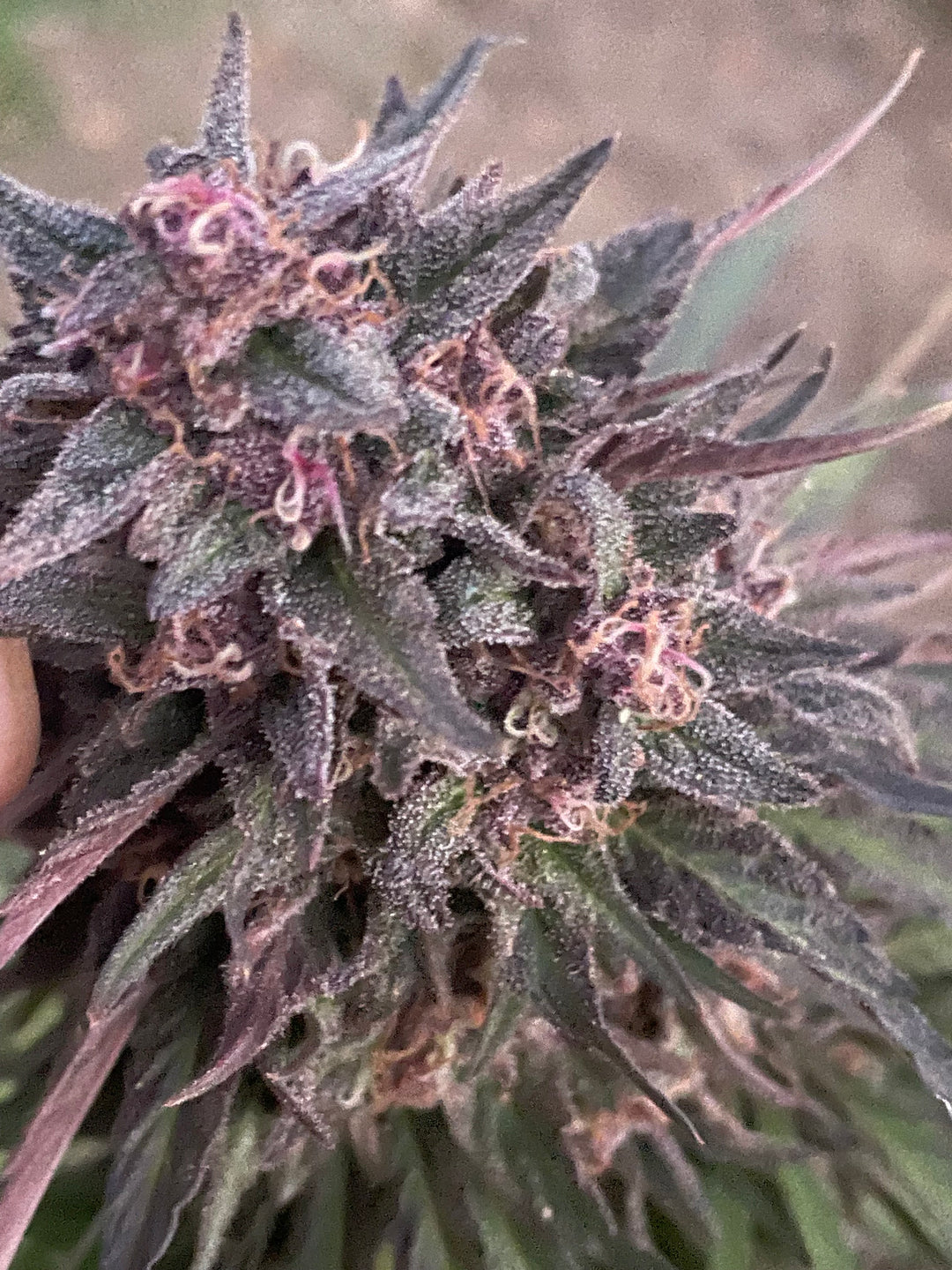 CC39  x Gelato 41 - Fems
