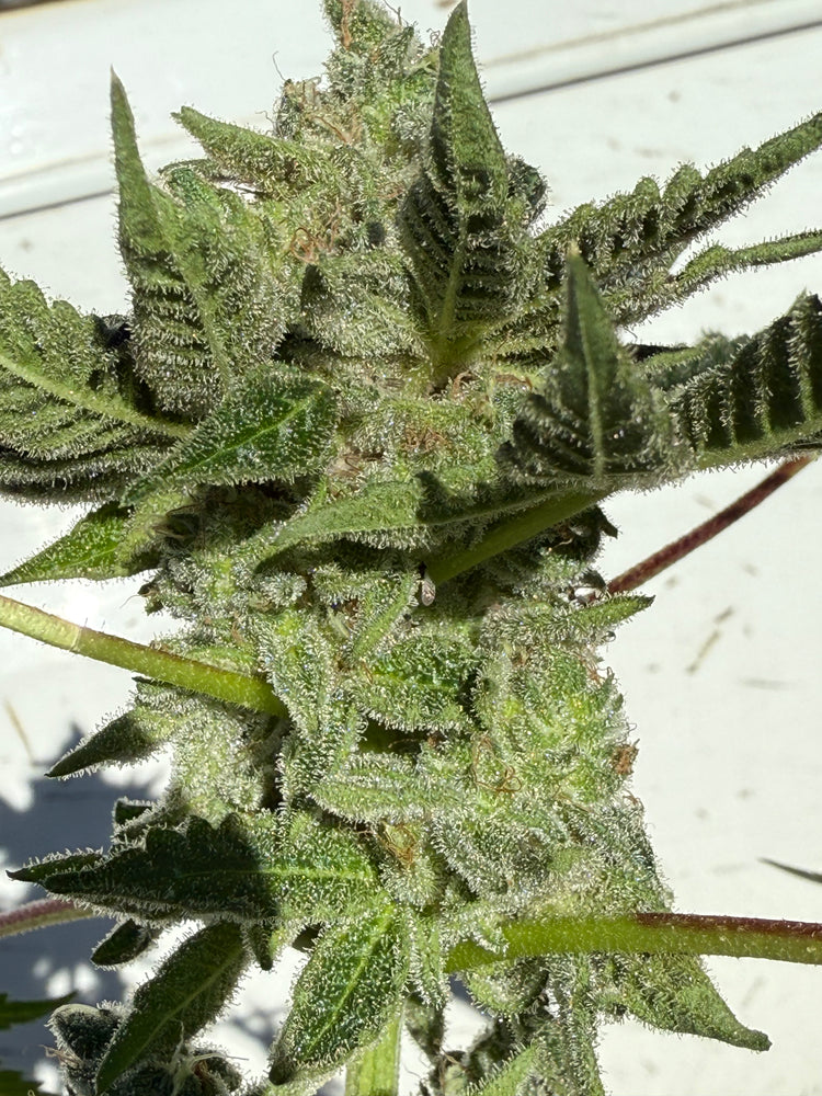 Sohum seeds and Savage farm creation