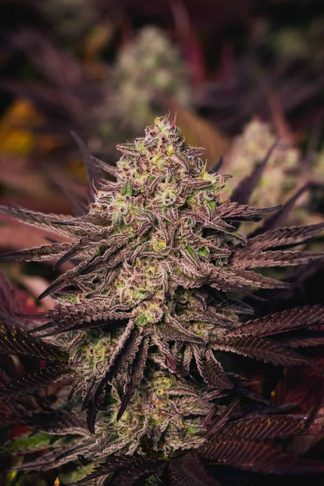 Green Apple Gas BX - Regs