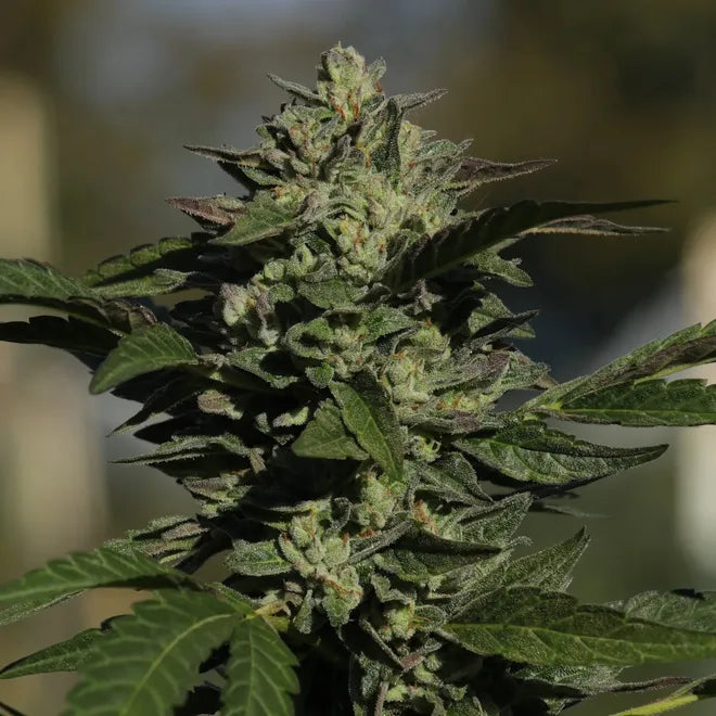 Heady OG F2 #1 - Bleezy's Favorite - Regs