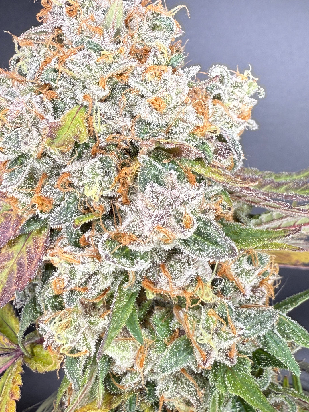 Paradise Surprise (Whitethorn Rose x Paradise Punch)