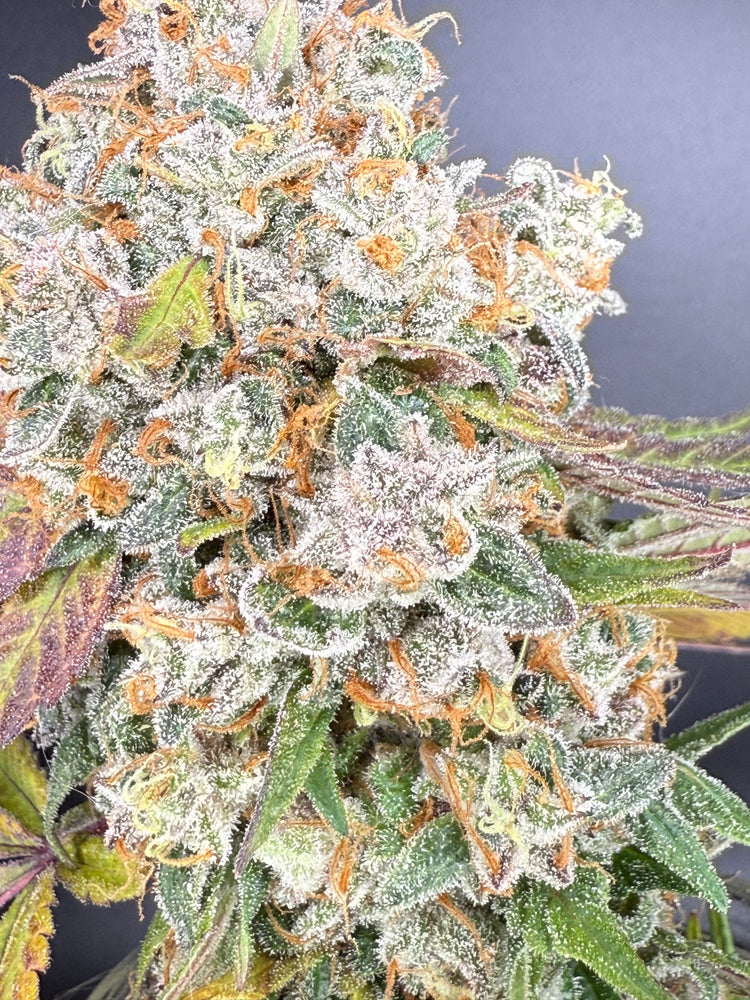 Paradise Surprise (Whitethorn Rose x Paradise Punch)