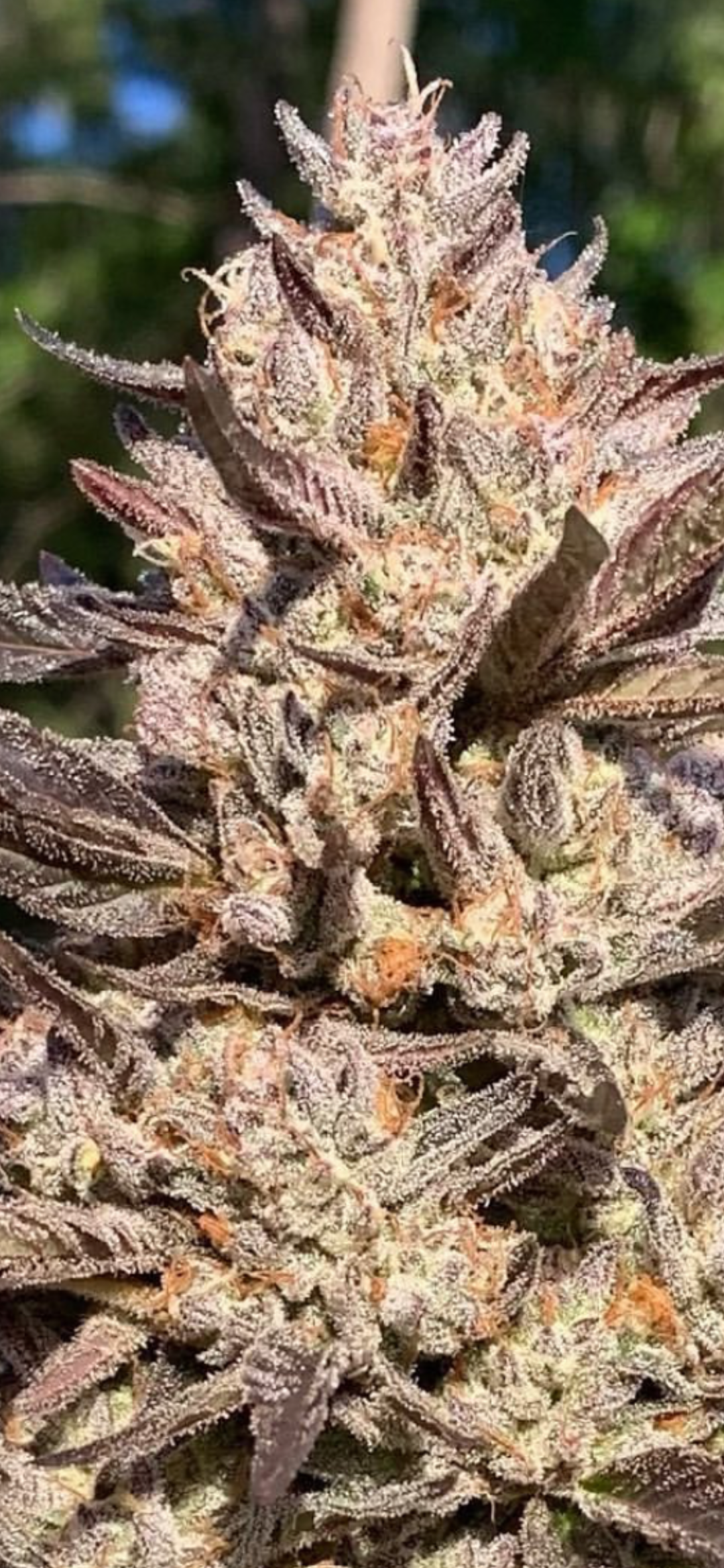 Amalfi -  (Paradise Punch x Zookies) - Fems