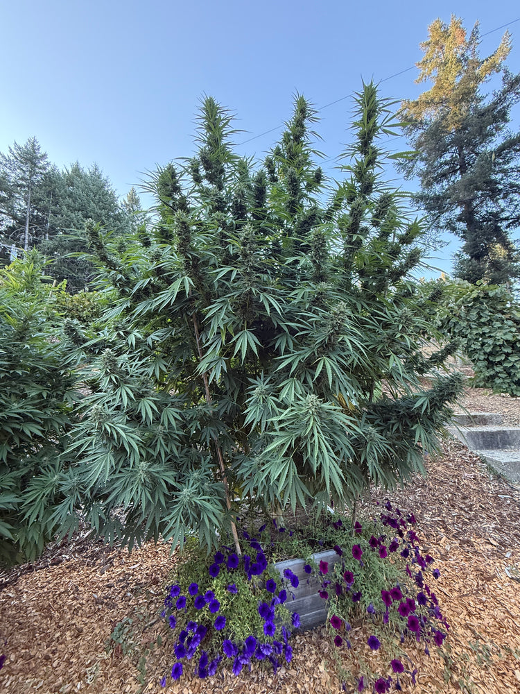 Tall green shrub with purple flowers against a clear blue sky