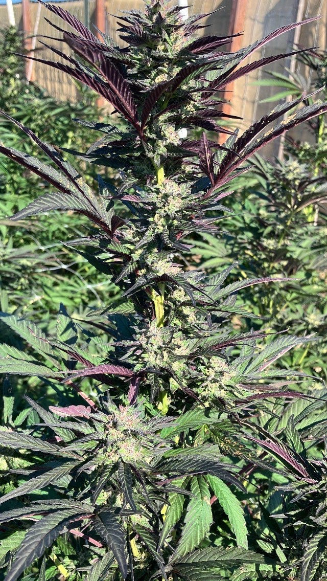Ice Cream Cake x Gelato 41 - Fems