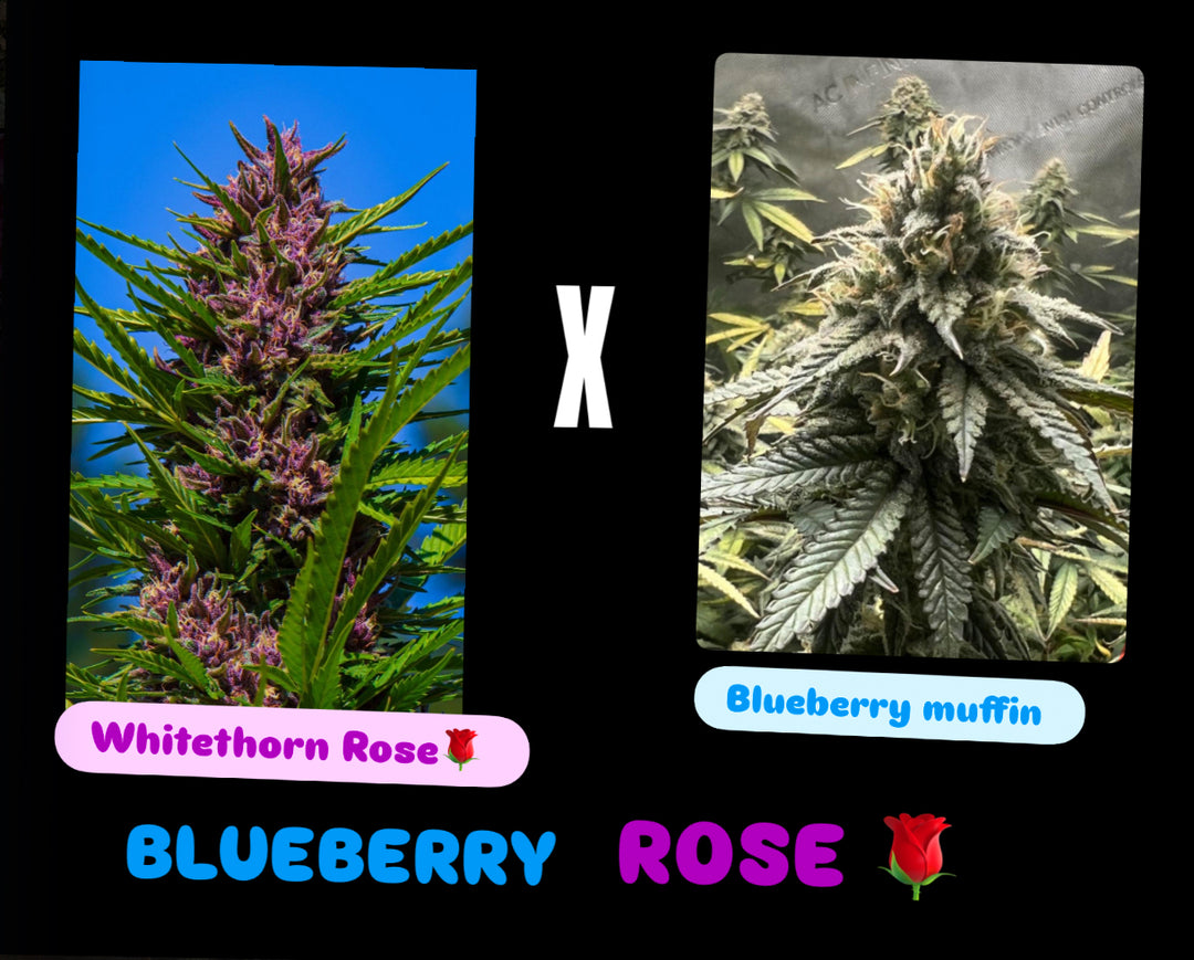 Blueberry Rose - Fems