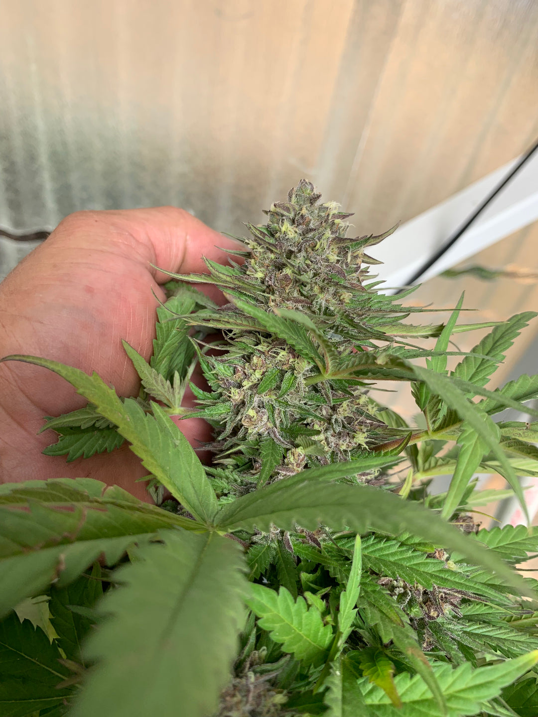 Gas Candy Runtz - Regs