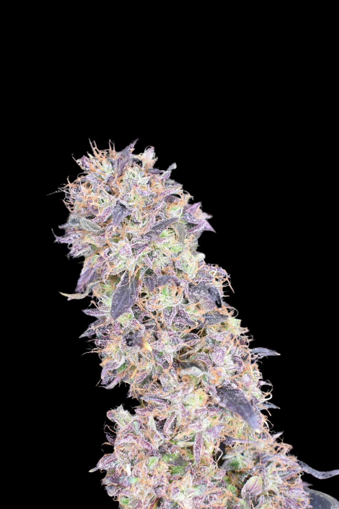 CC4 x Gelato 41 - Fems