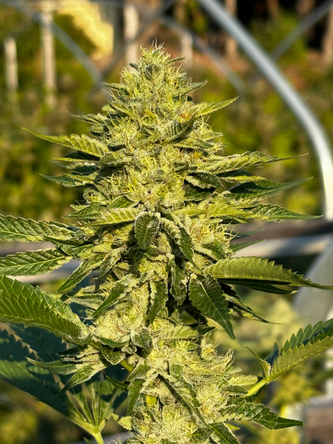 Legend OG x Lantz - Regs