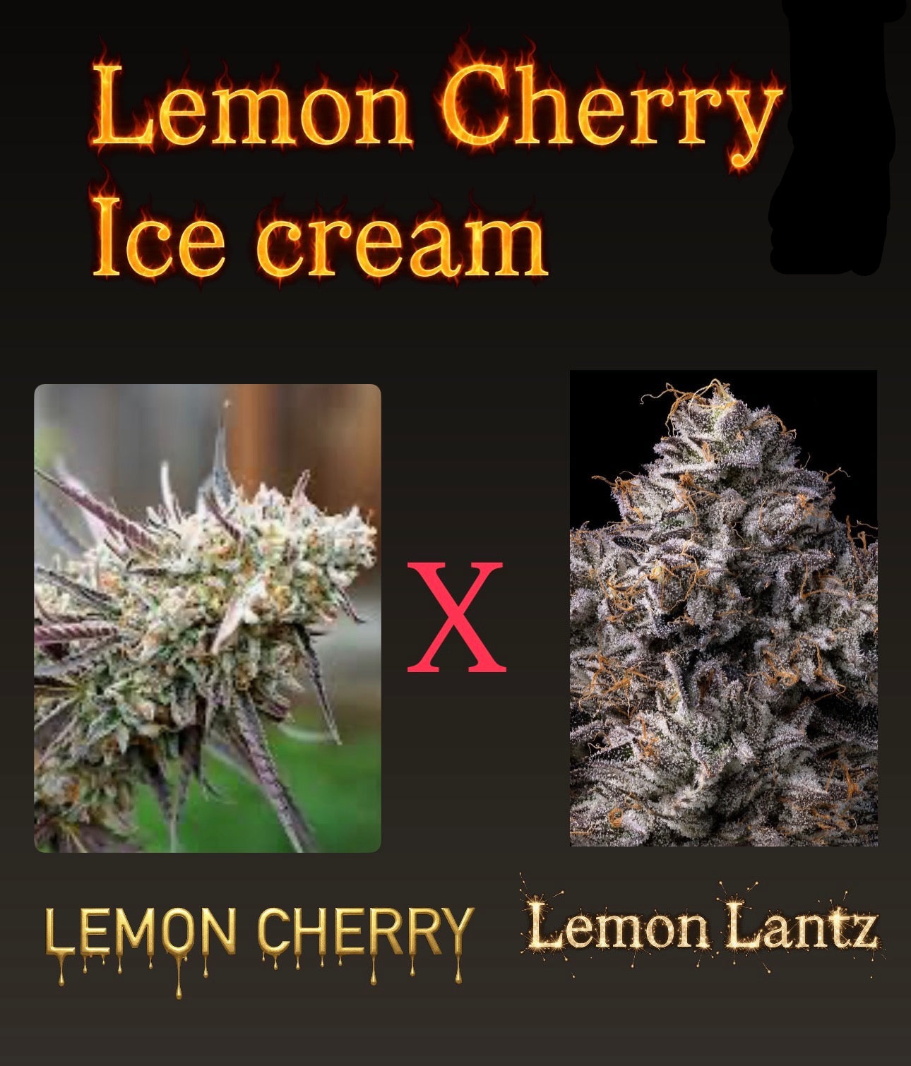 Lemon Cherry  Lemon Lantz