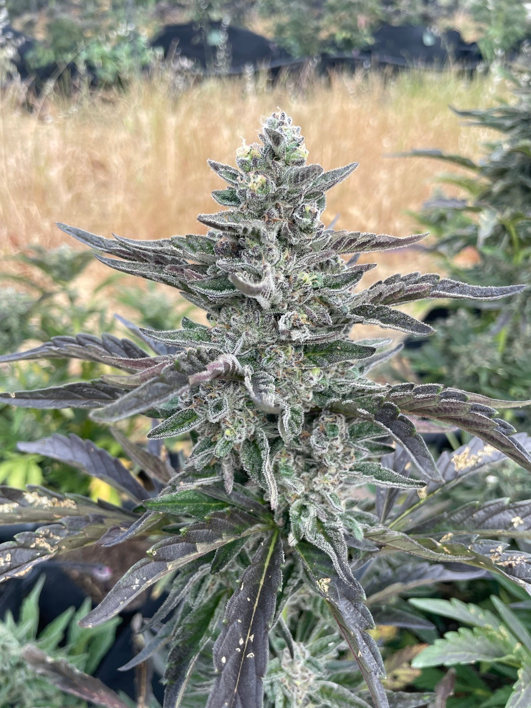 Mendo Purps