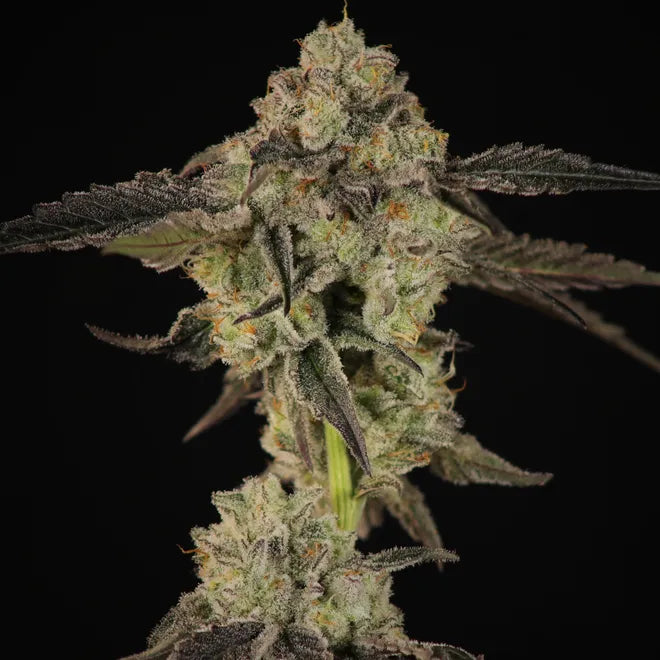 Baby Yoda x Heady OG