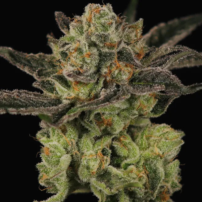 Superboof x Heady OG