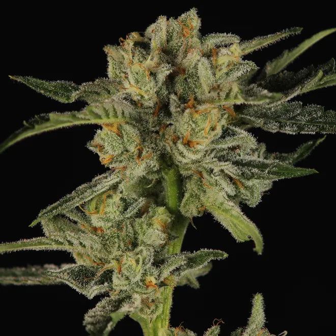 Moroccan Peaches x Heady OG