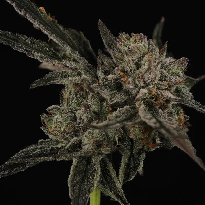 Grapple Pie x Heady OG