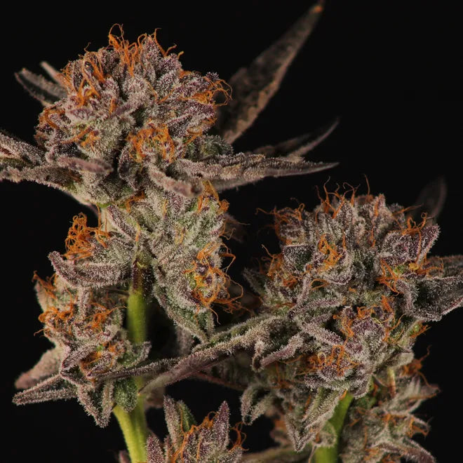 After Dark x Heady OG 