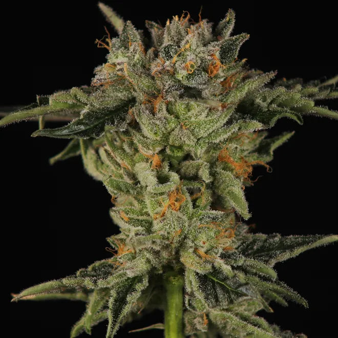 Suspenderz x Heady OG 