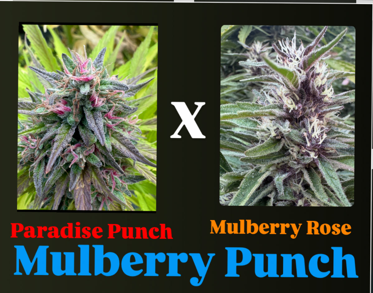 Paradise Punch x Mulberry Rose