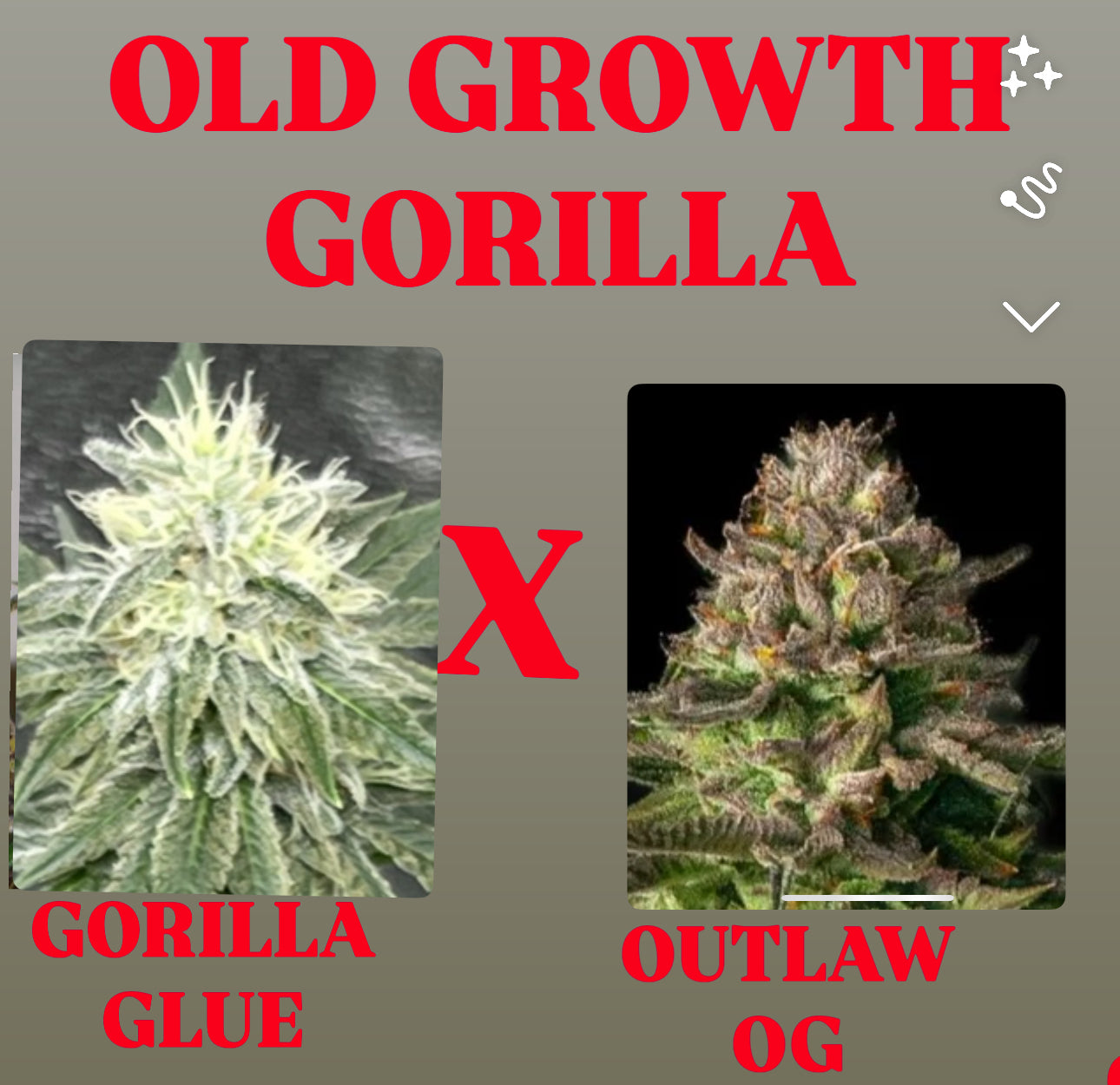 Gorilla Glue x Outlaw OG