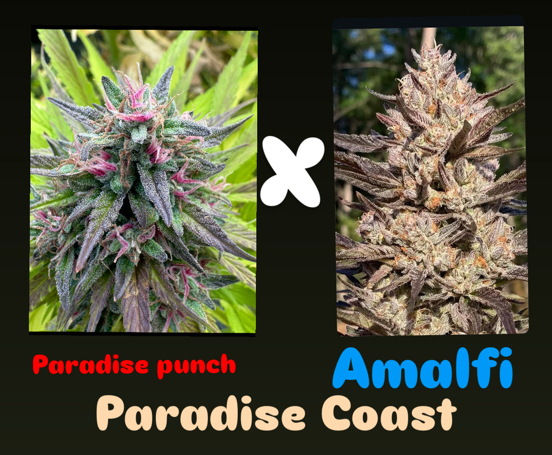 Paradise Punch x Amalfi