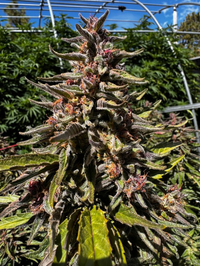 Paradise Pine -  (Paradise Punch x Whitethorn Rose) - Fems