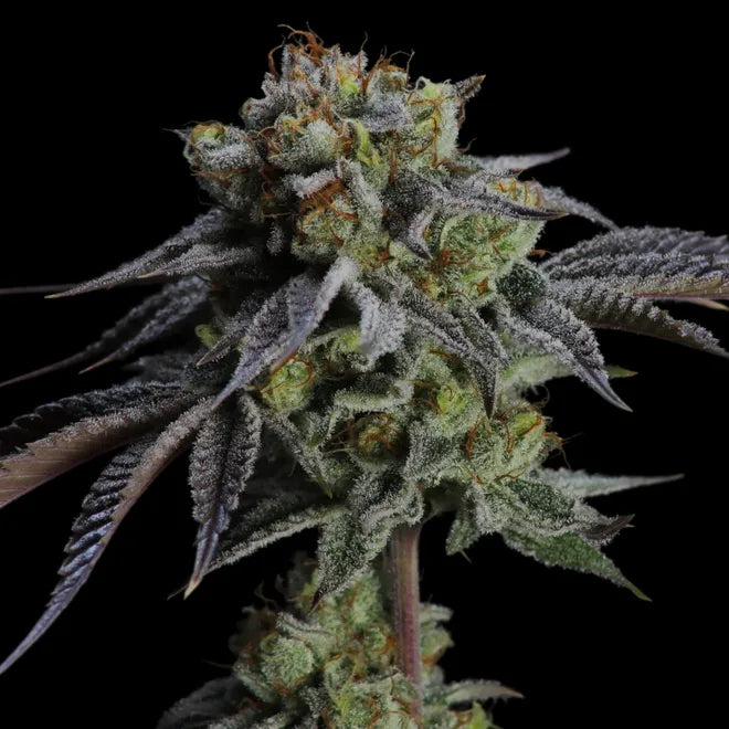 Peach Headies Bx1 - Regs