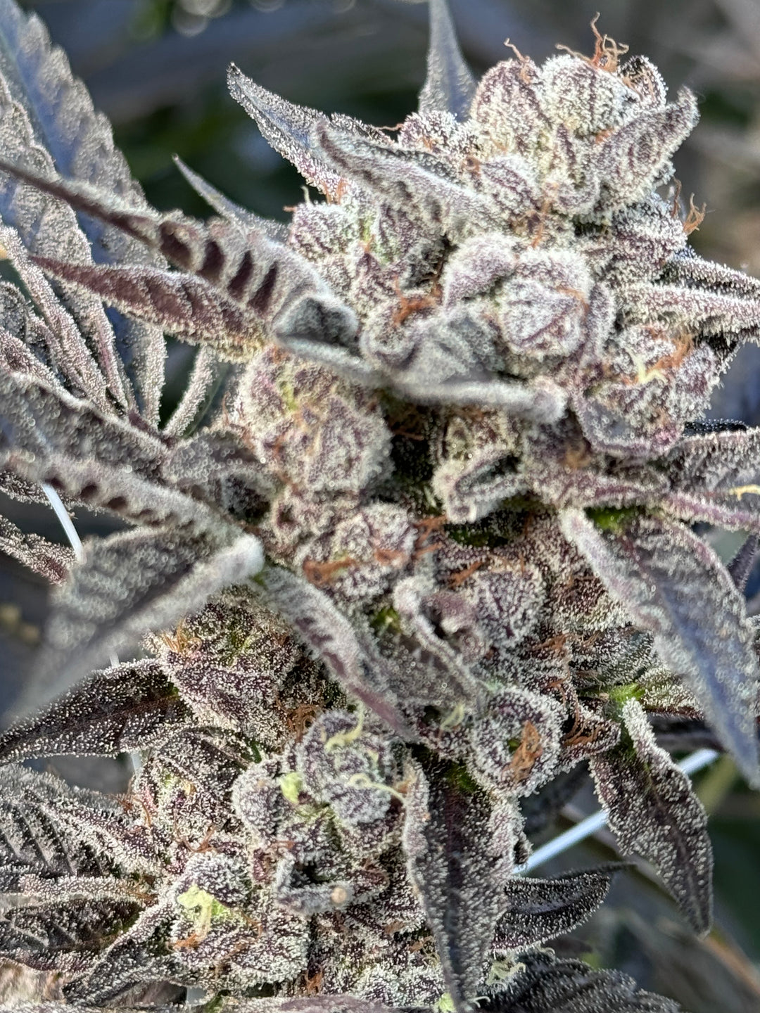 Platinum Lantz - Regs