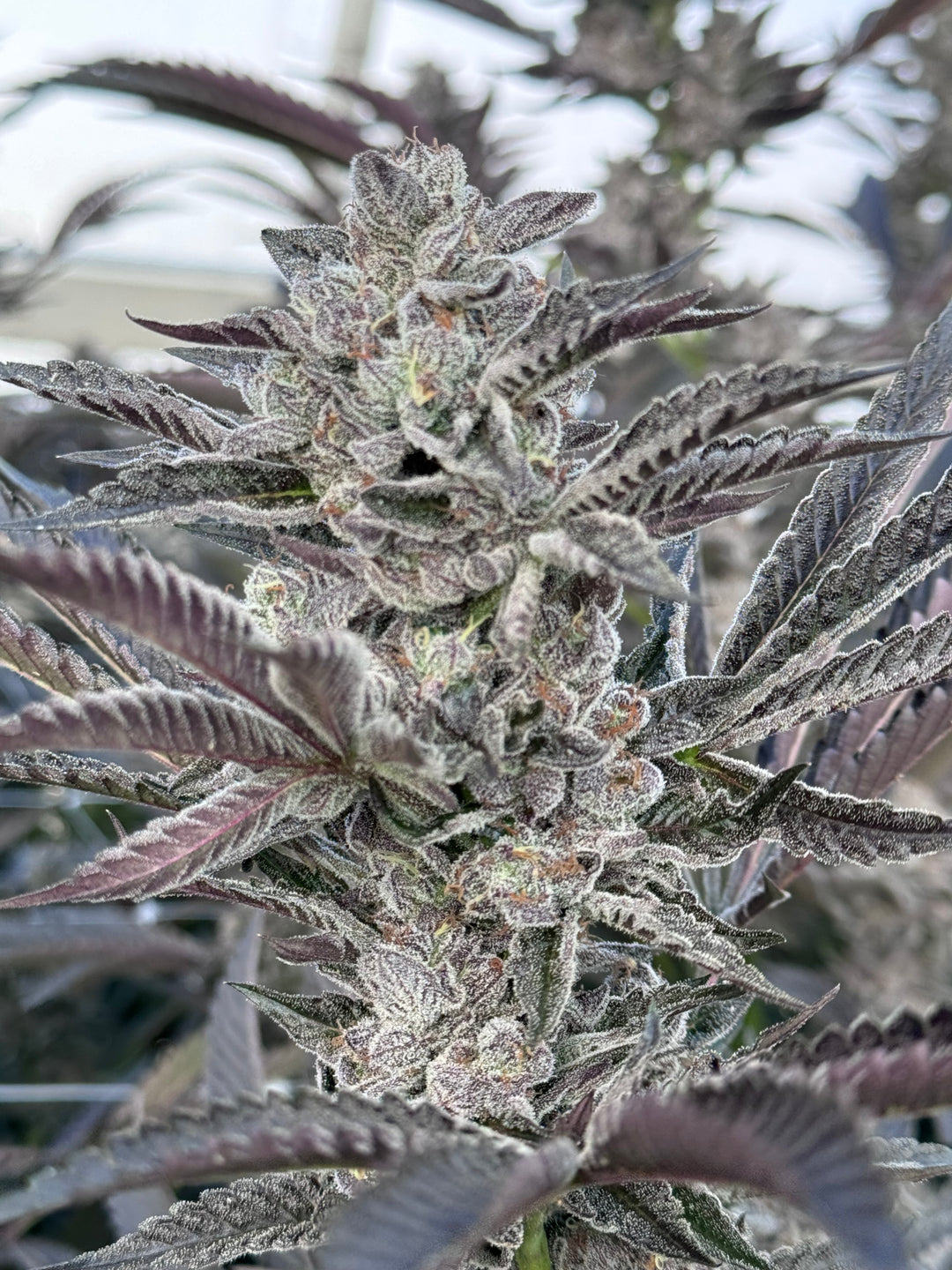 Platinum Lantz - Regs