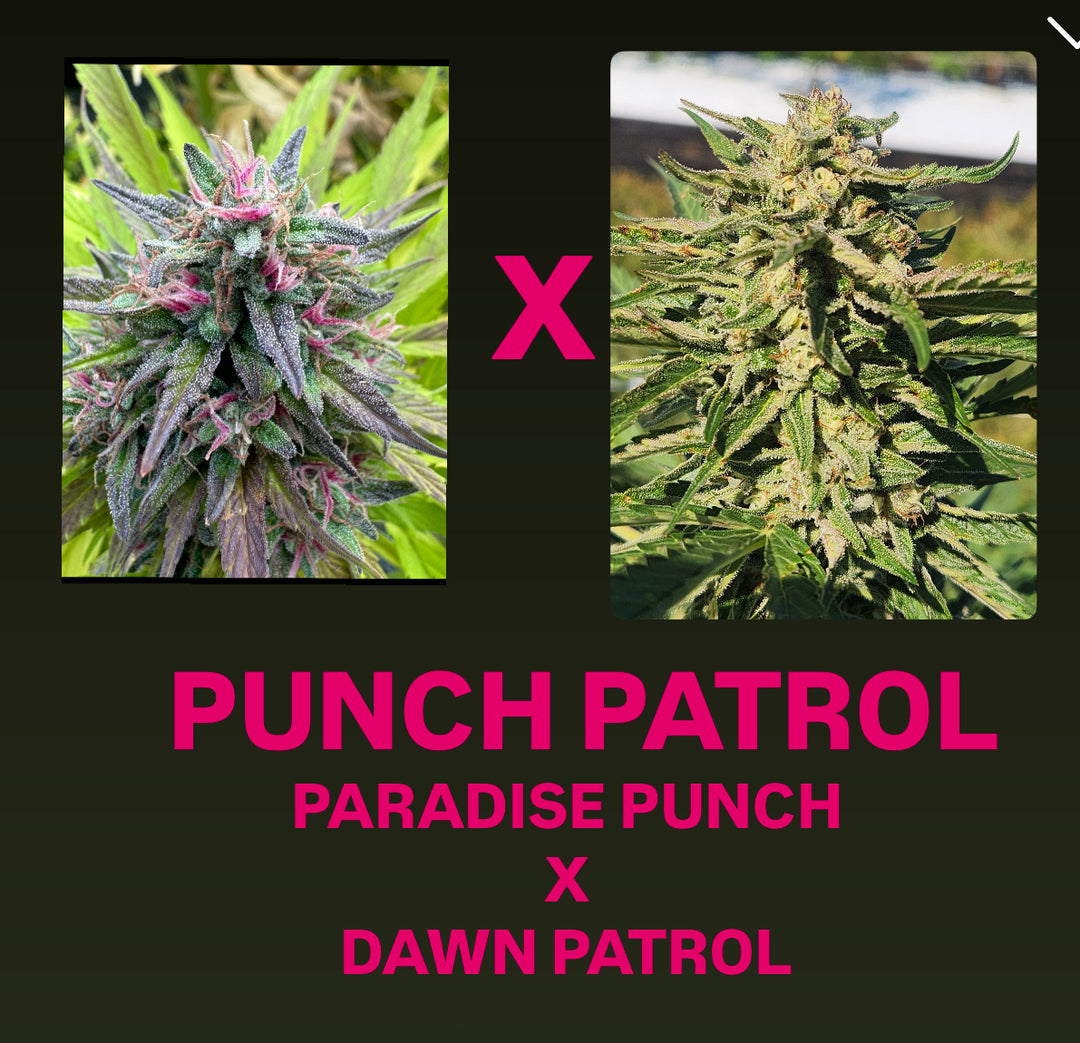 Paradise Punch x Dawn Patrol