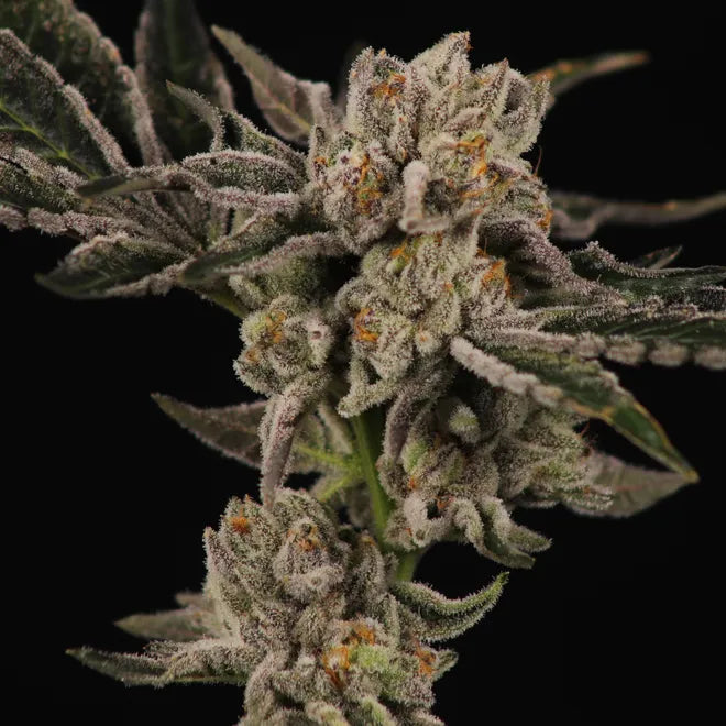 Red Cherry Headies - Regs